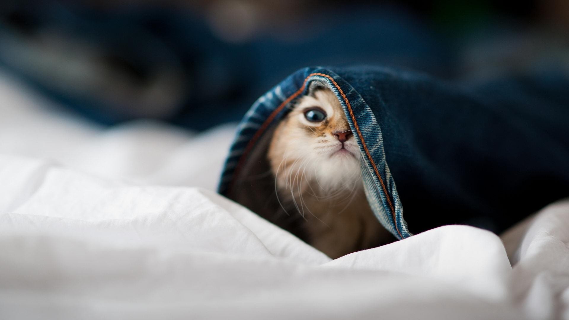 穹顶之下,少年封神,小贾伦一记绝尘,让总决赛的悬念提前三节退场