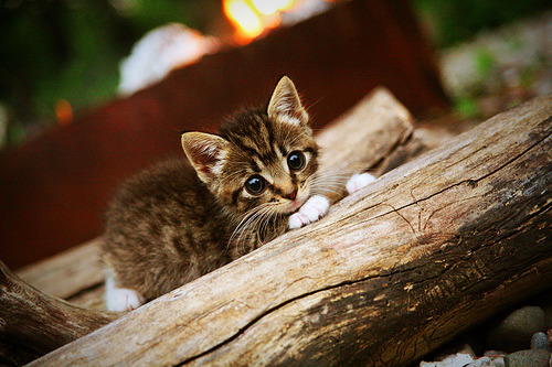 雷火电竞-冰与火的淬炼，杰伦·格林末节封神，吉林逆转上海演绎铁血剧本