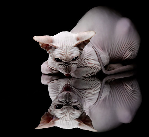 雷火电竞合作-圣西罗的火山，当奥利维耶爆发，AC米兰如何压制马赛