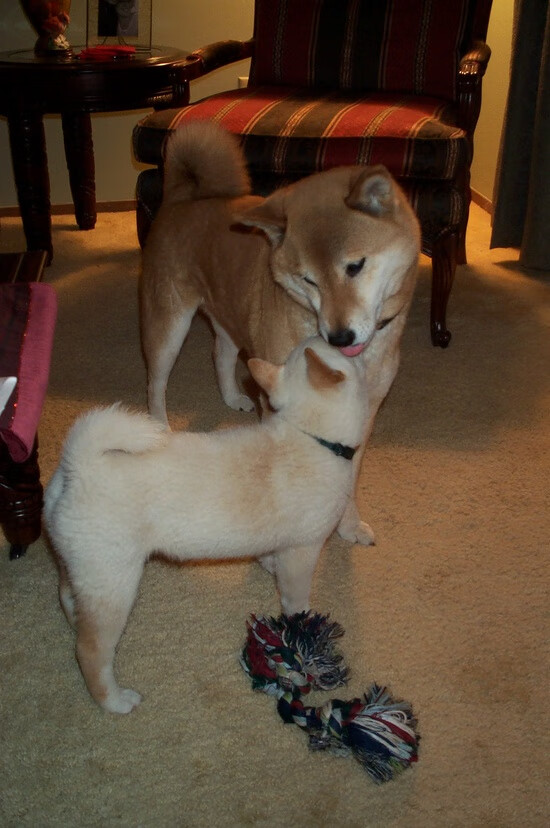 爵士末节逆转擒骑士!范弗利特关键9+4+4导演胜利