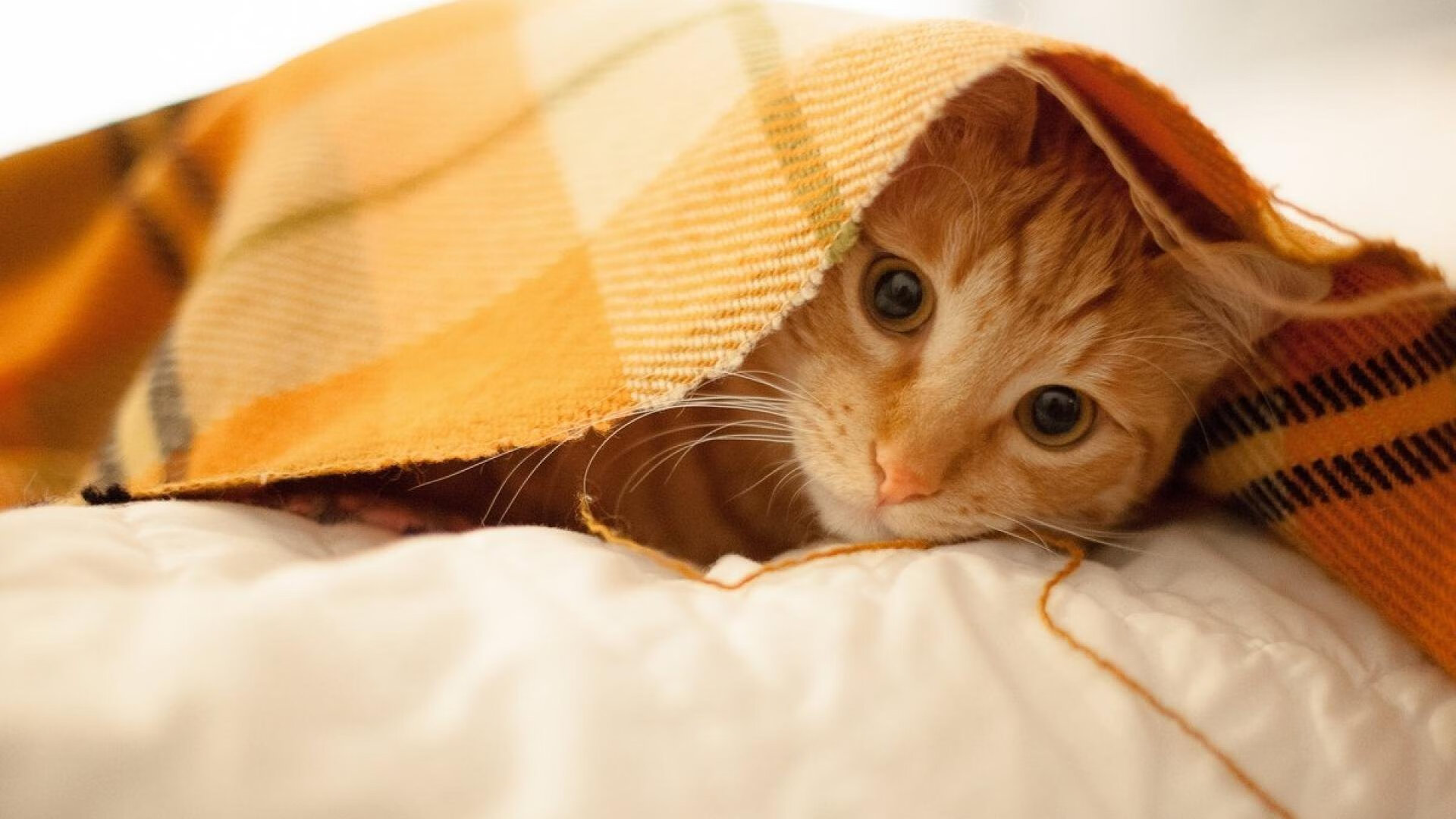 恩比德缺阵，詹姆斯末节11分封印悬念！76人客场锁喉辽宁，卫冕冠军防线遭战术反噬