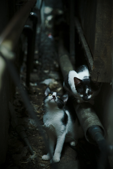 雷火电竞合作-东决关键战之夜，切特攻防转换的隐形密码