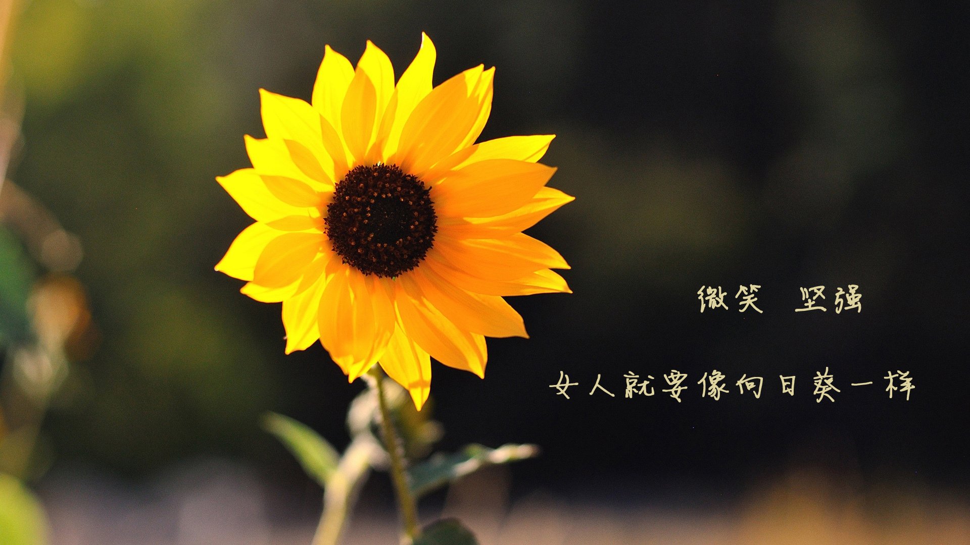 东决之夜的隐形主宰,法比尼奥如何以一己之力扼杀对手的冠军梦